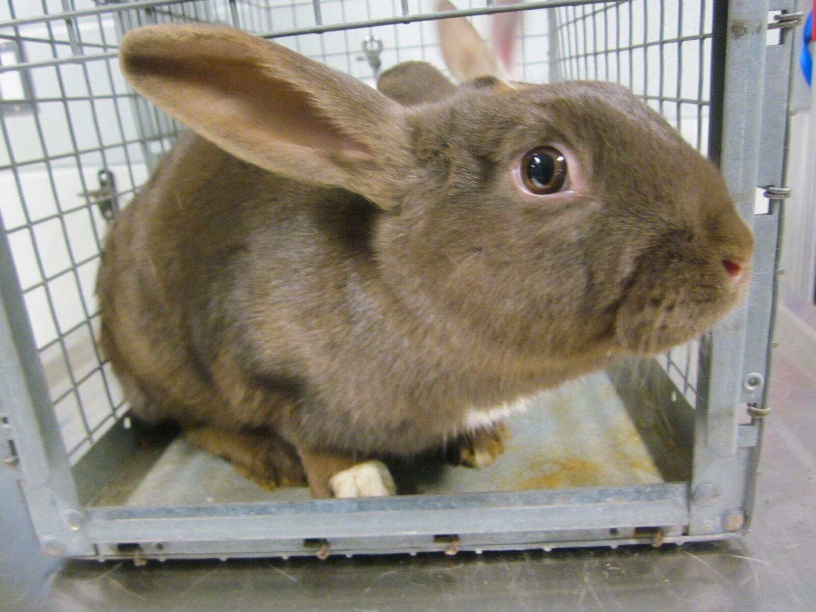 Photo_News_Stray bunnies_6.jpg